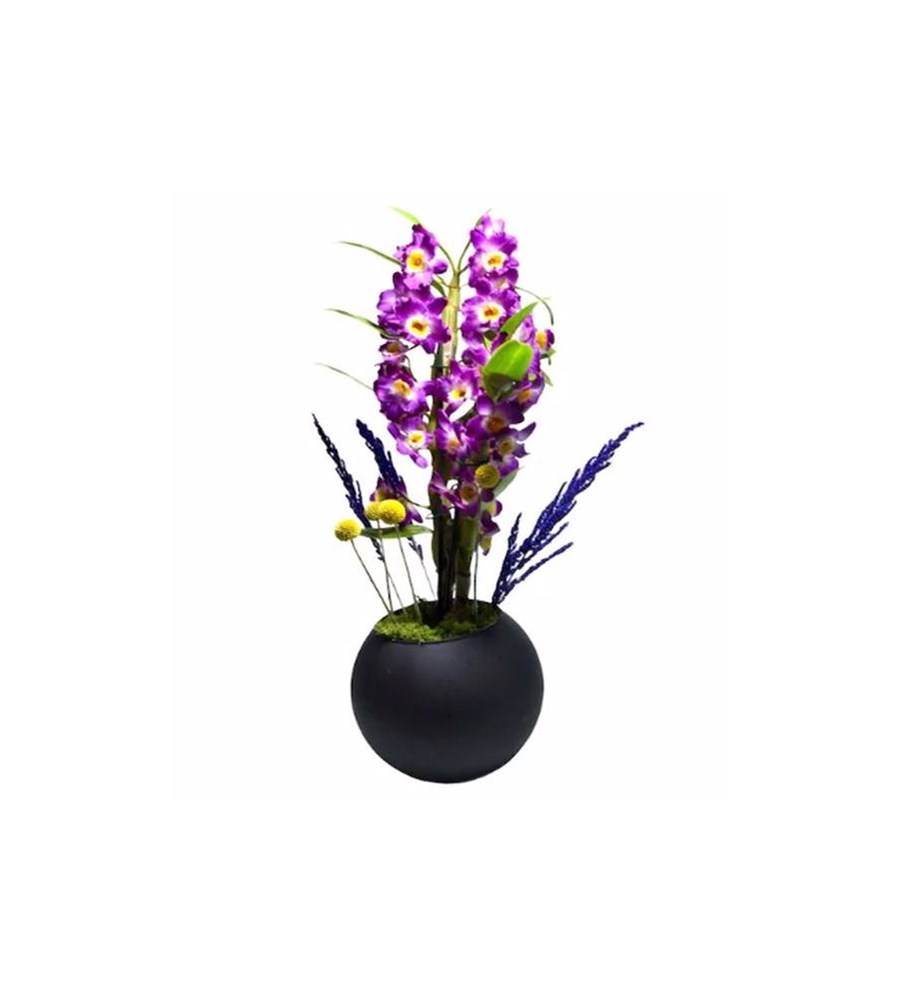 Mor Dendrobium Orkide