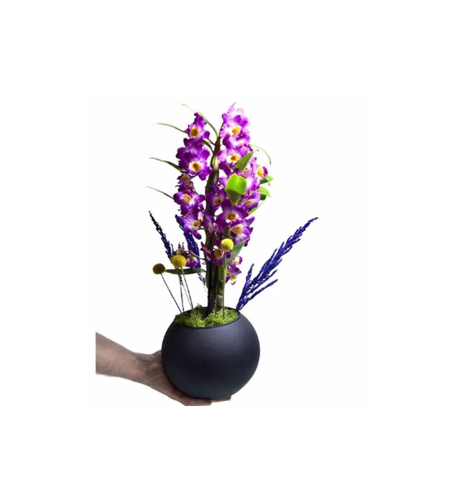 Mor Dendrobium Orkide