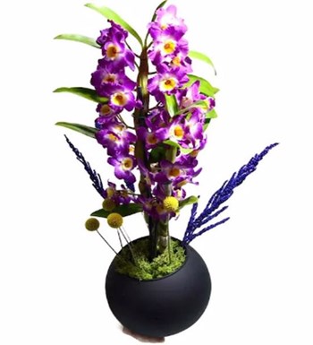 Mor Dendrobium Orkide