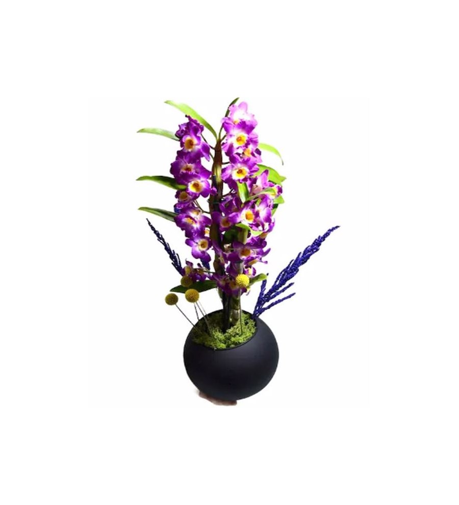 Mor Dendrobium Orkide
