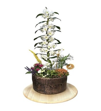 Snowflakes Dance & White Dendrobium Orchid