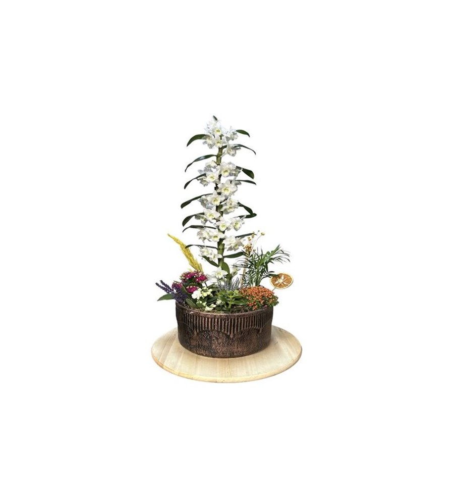 Snowflakes Dance & White Dendrobium Orchid
