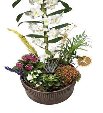 Snowflakes Dance & White Dendrobium Orchid
