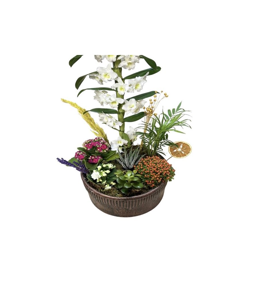 Snowflakes Dance & White Dendrobium Orchid