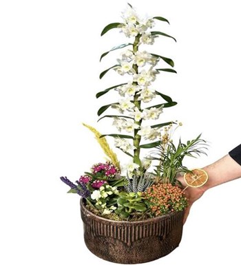 Snowflakes Dance & White Dendrobium Orchid