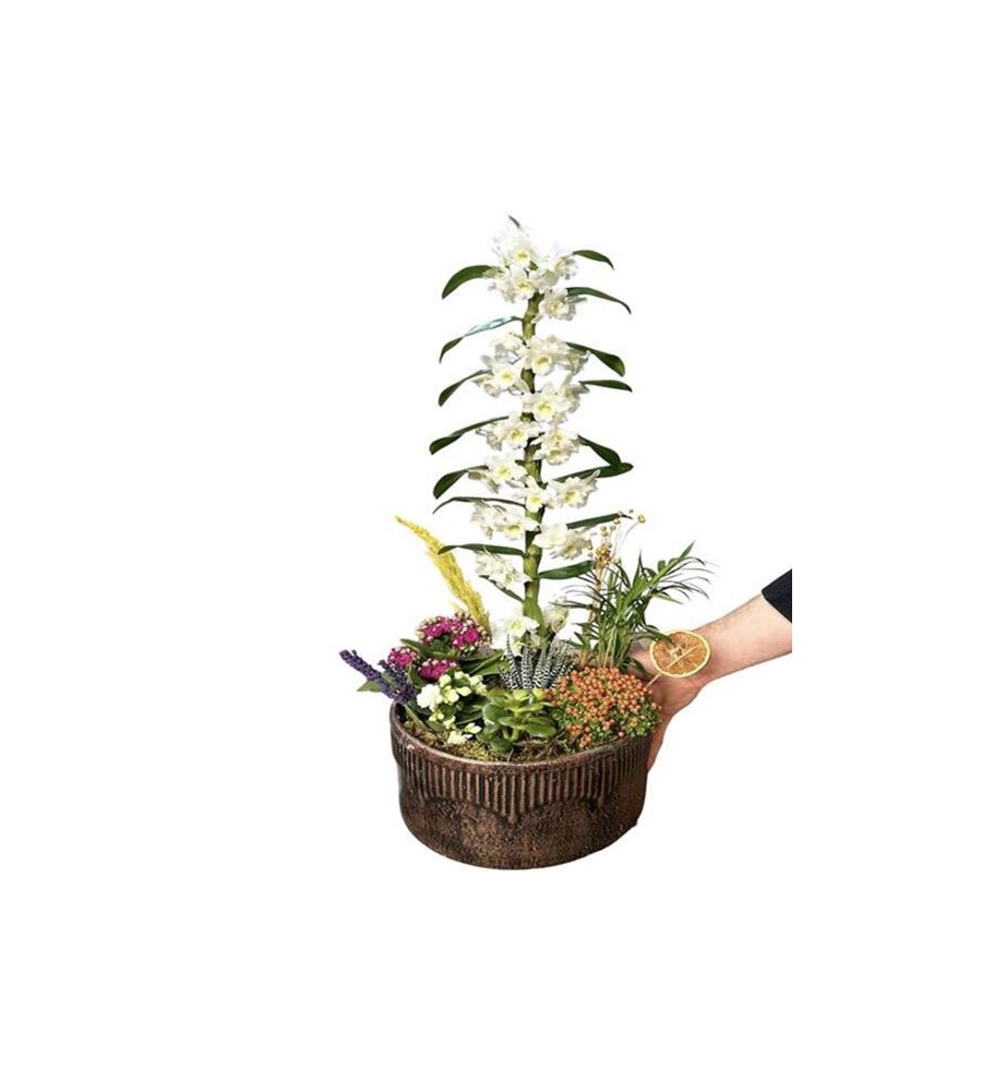 Snowflakes Dance & White Dendrobium Orchid