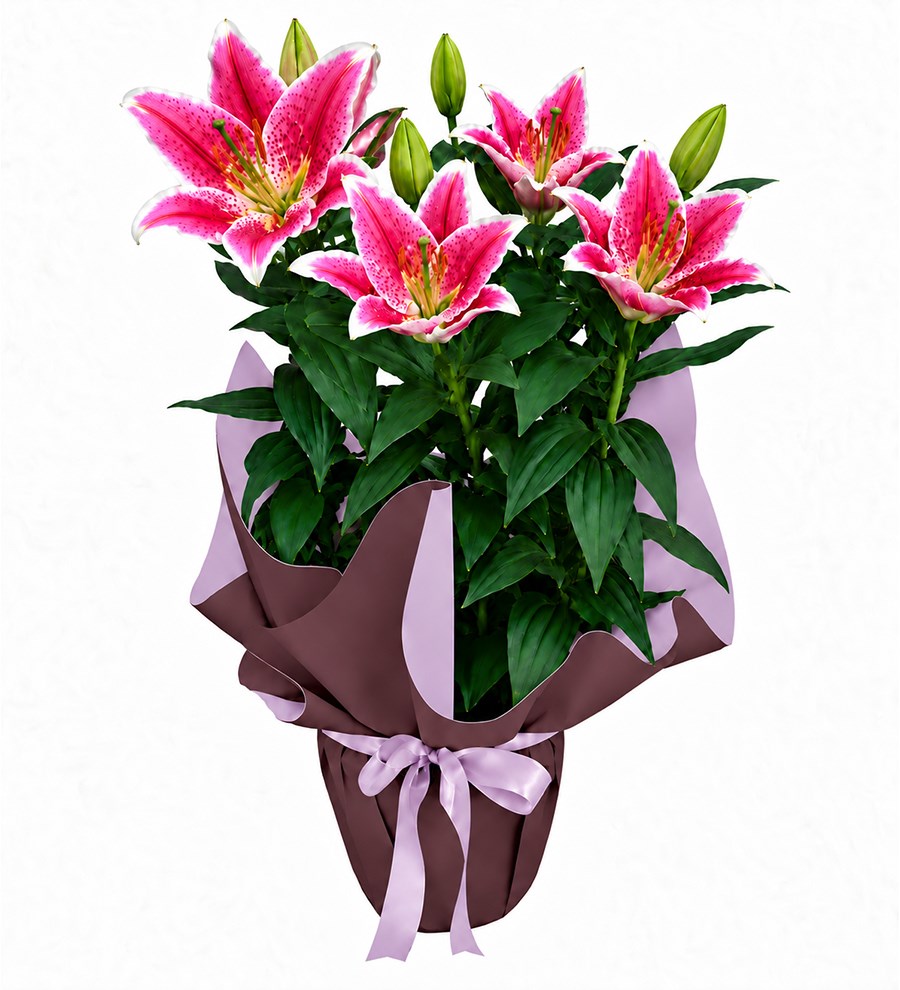 Pembe Lilyum - Gece Serisi
