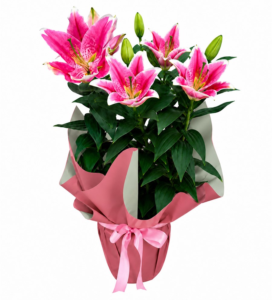 Pembe Lilyum - Masal Serisi