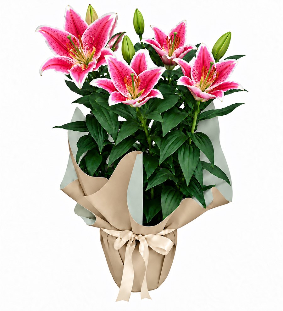 Pembe Lilyum - Dinginlik Serisi