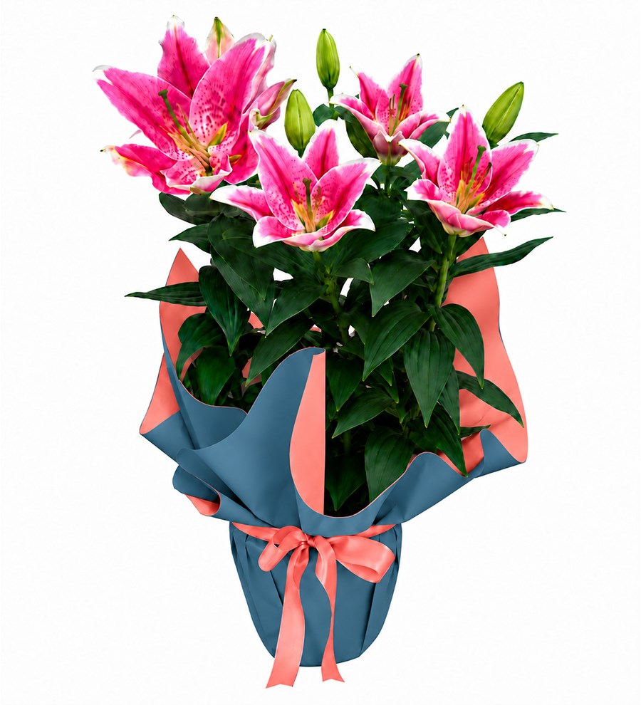 Pembe Lilyum - Meltem Serisi