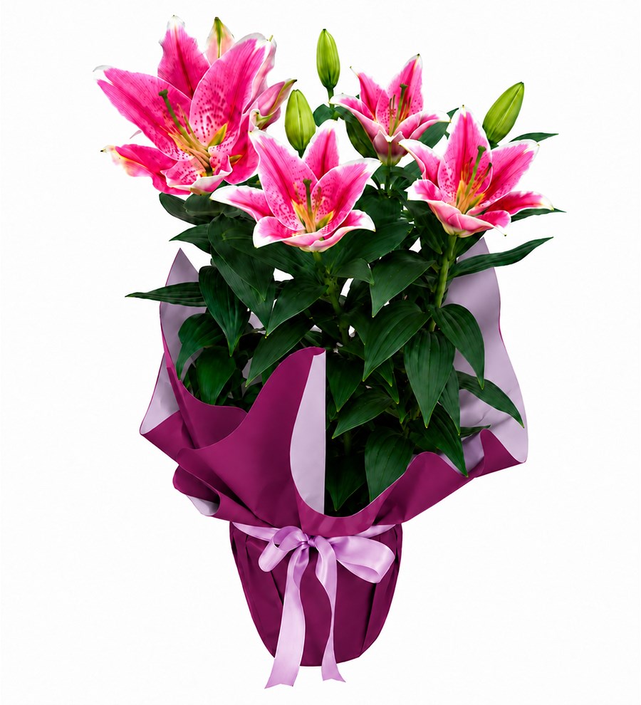 Pembe Lilyum - Rüya Serisi