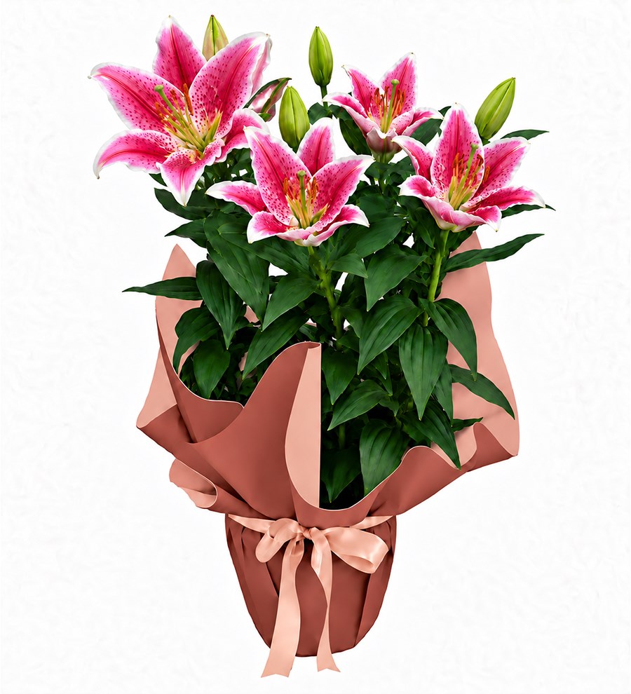 Pembe Lilyum - Şafak Serisi