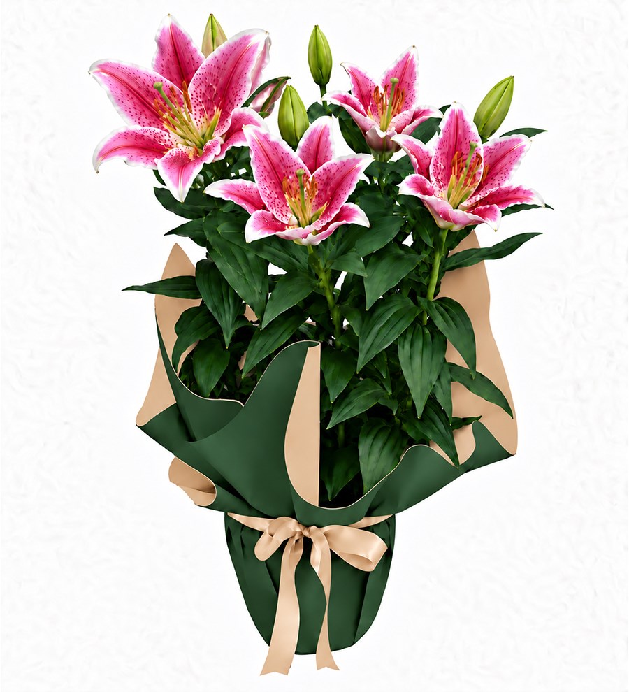 Pembe Lilyum - Orman Serisi