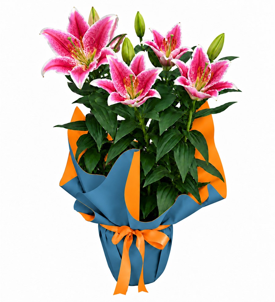 Pembe Lilyum - Akdeniz Serisi