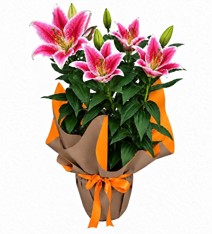 Pembe Lilyum - Kehribar Serisi