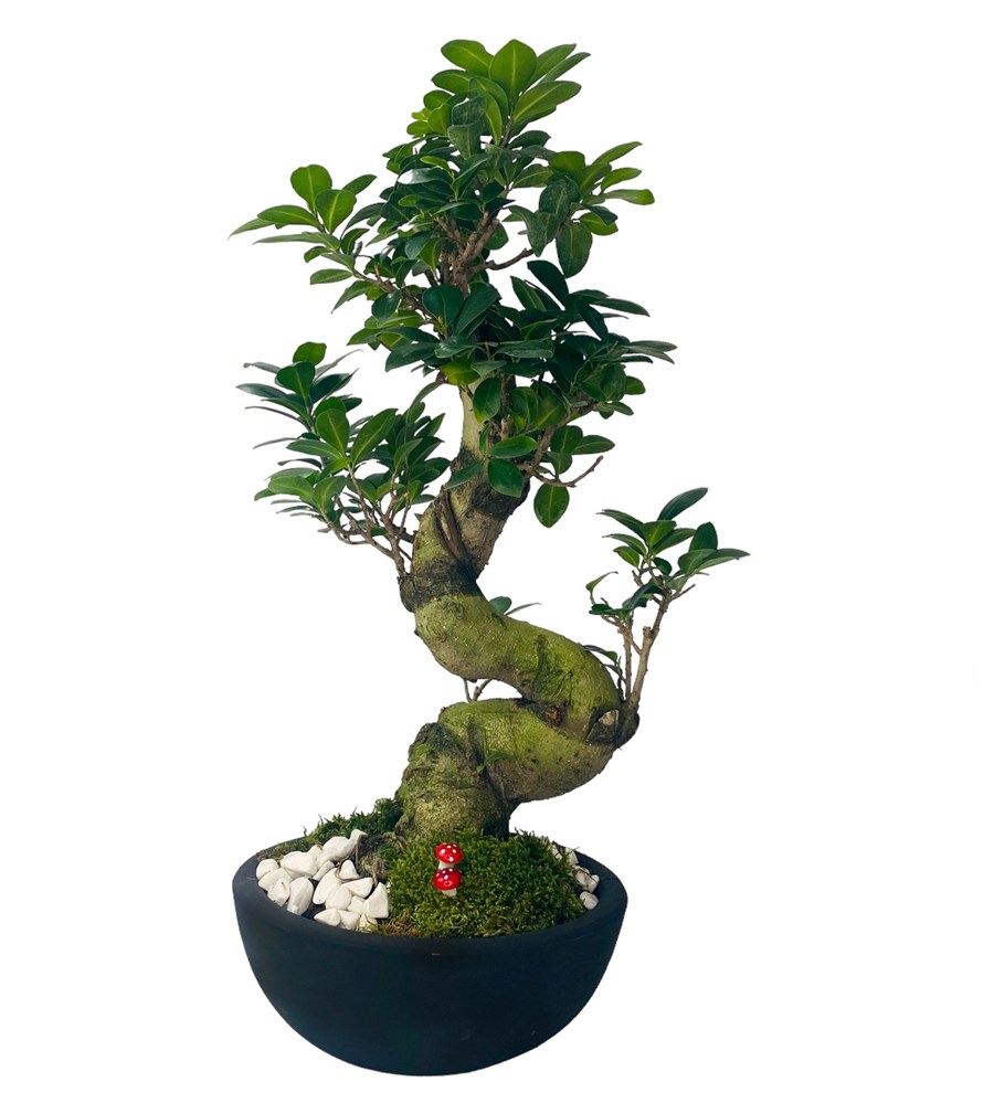Dekoratif Siyah  Saksıda S Gövdeli Bonsai Ağacı