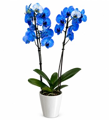 Lilyana Flowers - Mavi Orkide - Çift Dallı Beyaz Nora