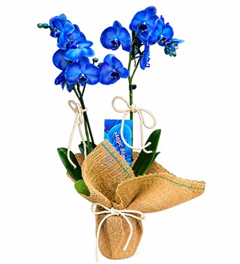Lilyana Flowers - Mavi Orkide - Çift Dallı