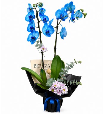Lilyana Flowers - Mavi Orkide - Luna Blue