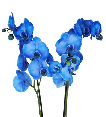 Lilyana Flowers - Mavi Orkide - Luna Blue