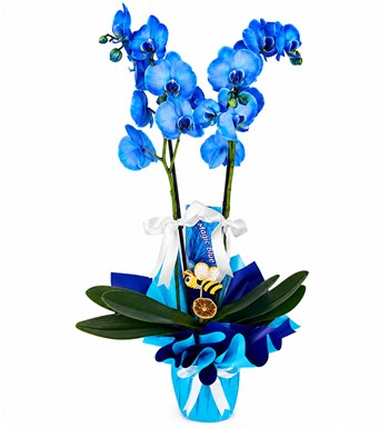 Lilyana Flowers - Mavi Orkide 2 Dal