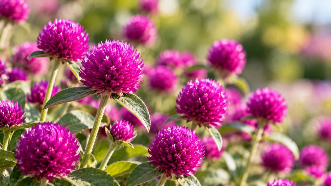 Medine Çiçeği (Gomphrena, düğme çiçeği)