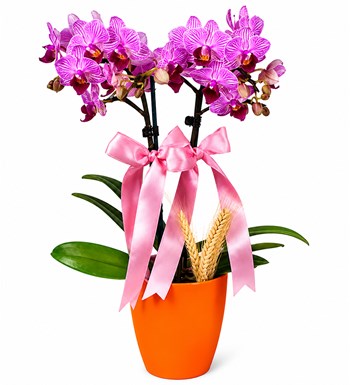 Lilyana Flowers - Midi Orkide - Turuncu Lily Pembe Orkide