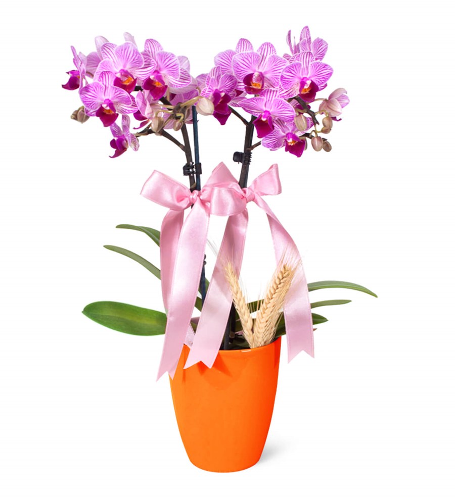 Midi Orkide - Turuncu Lily Pembe Orkide