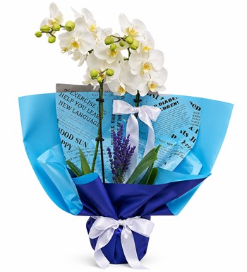 Lilyana Flowers - Multi Orkide - Duru Orkide