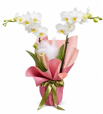 Lilyana Flowers - Multi Orkide - Masum Bir Dokunuş