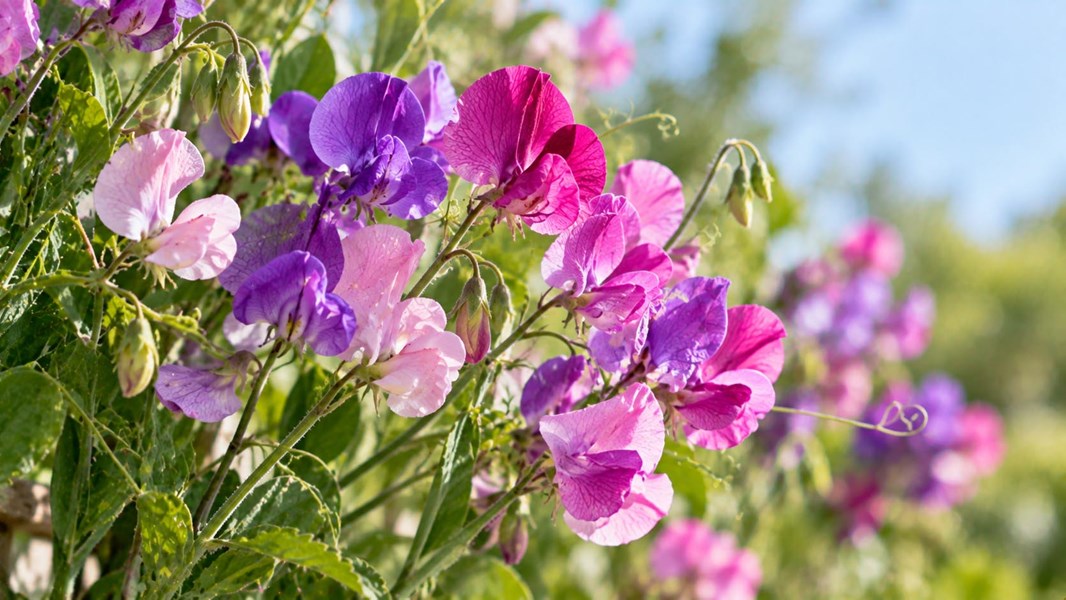 Mürdümük (Sweet pea)