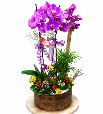 Lilyana Flowers - New Orchid of The New Year