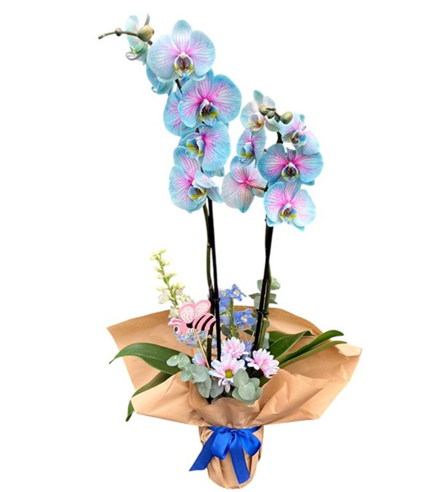 Wonder Orkide - Okyanus Nefesi