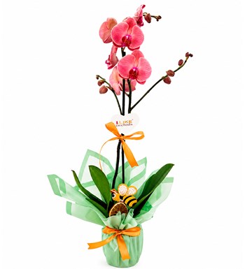 Lilyana Flowers - Orkide - Asian Coral Tek Dal