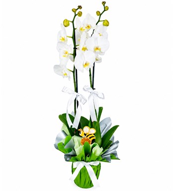Lilyana Flowers - Orkide - Beyaz 2 Dal