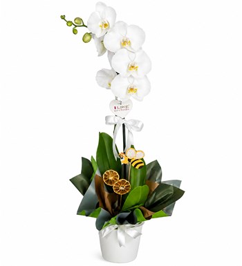 Lilyana Flowers - Orkide - Beyaz Tek Dal