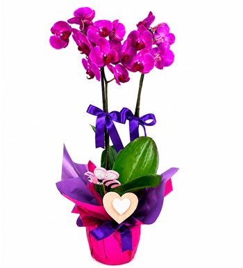 Lilyana Flowers - Orkide - Fuşya 2 Dal