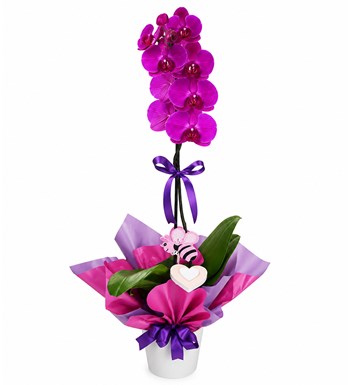 Lilyana Flowers - Orkide - Fuşya Beyaz Anna