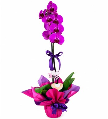 Lilyana Flowers - Orkide - Fuşya Tek Dal