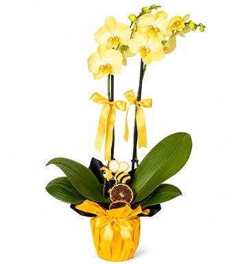 Lilyana Flowers - Orkide - Sarı 2 Dal