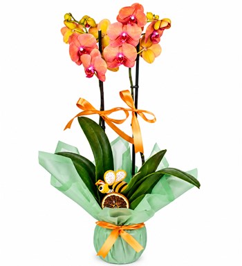 Lilyana Flowers - Orkide - Turuncu 2 Dal
