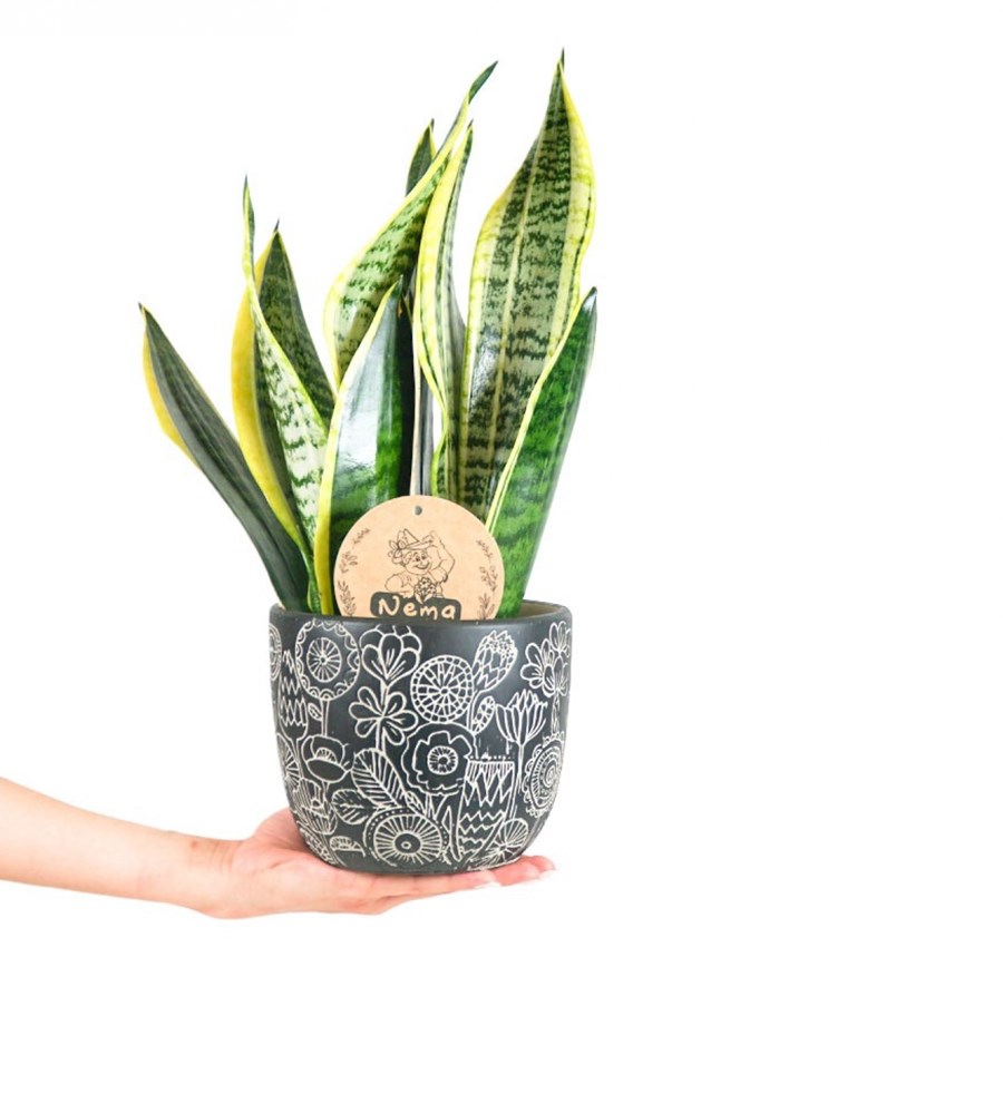Paşa Kılıcı - Sansevieria Laurentii Siyah Anna