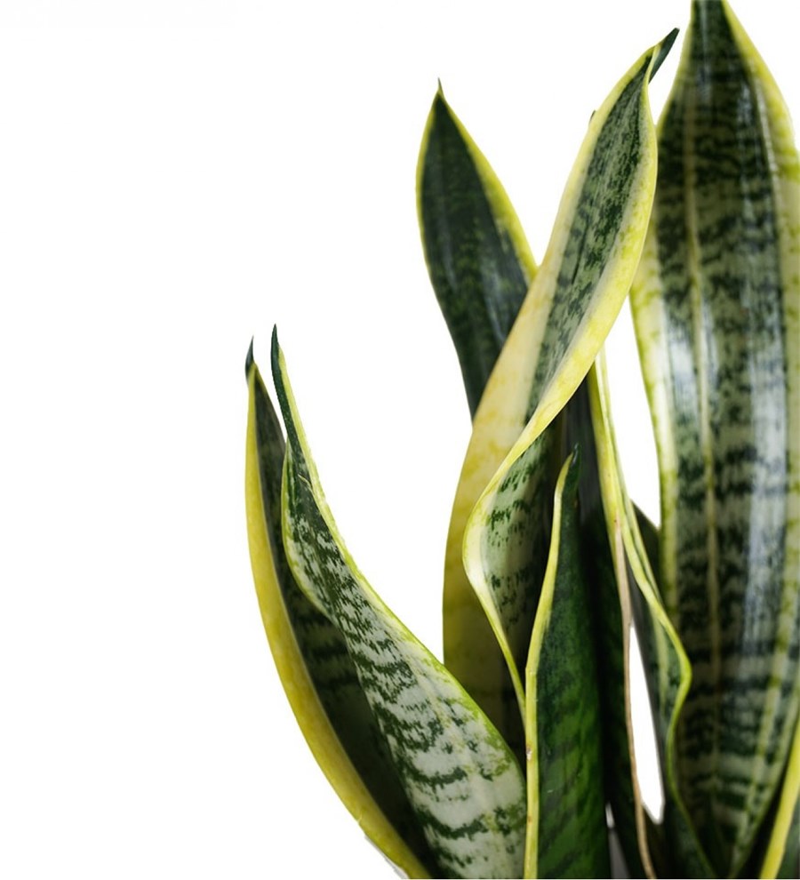 Paşa Kılıcı - Sansevieria Laurentii Siyah Anna