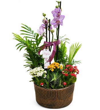Lilyana Flowers - Pembe Orkide Bahçesi