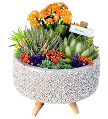 Desenli Saksıda Kalanchoe Ve Sukulent Aranjmanı