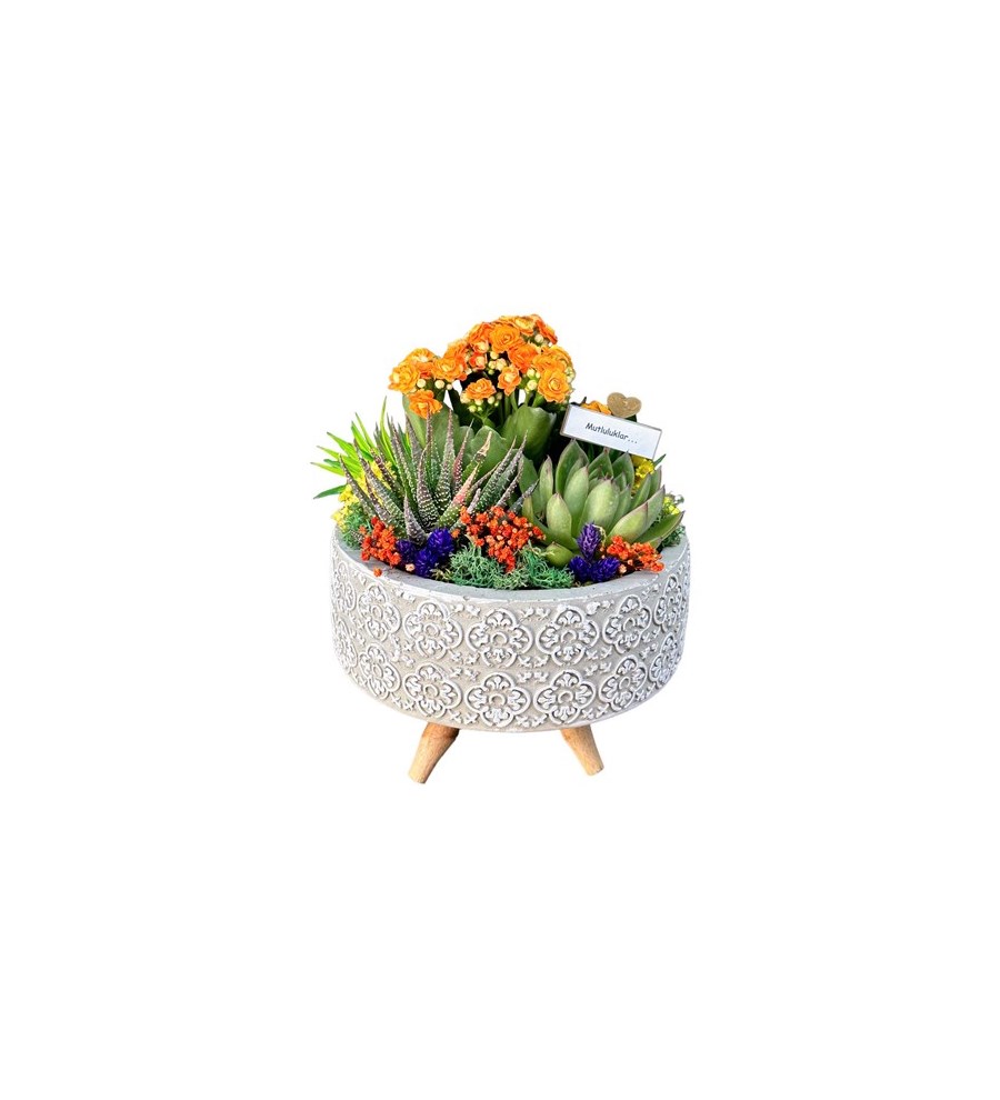 Desenli Saksıda Kalanchoe Ve Sukulent Aranjmanı