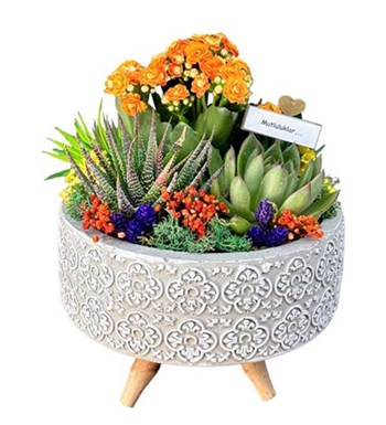 Desenli Saksıda Kalanchoe Ve Sukulent Aranjmanı