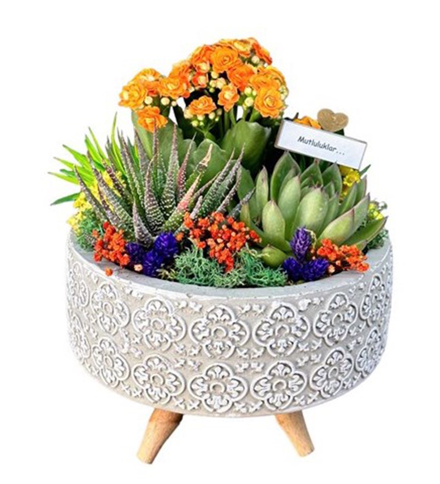 Desenli Saksıda Kalanchoe Ve Sukulent Aranjmanı