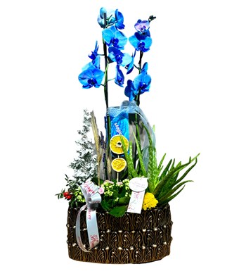 Deluxe Magic Blue Orkide