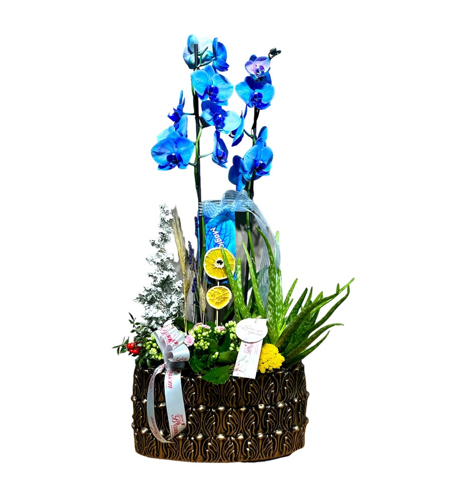 Deluxe Magic Blue Orkide